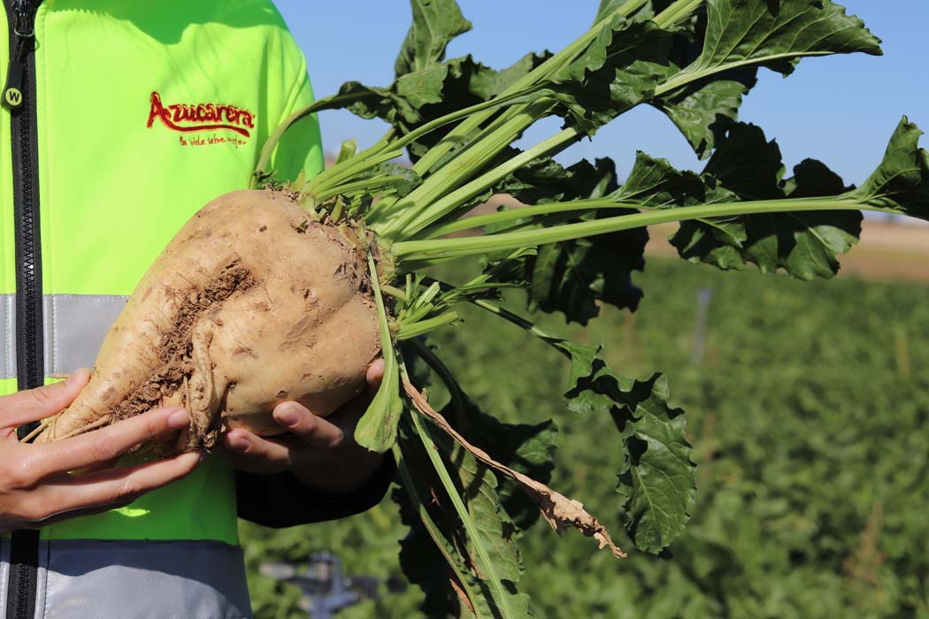 Azucarera 120 años de apuesta por el campo y el medio rural