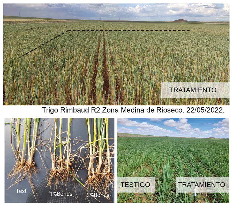 Fertilización Haifa 360º dominando las variables