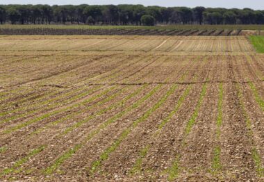 El cultivo de la remolacha en ACOR vuelve a superar las 10.000 hectáreas un 50% más que en la pasada campaña