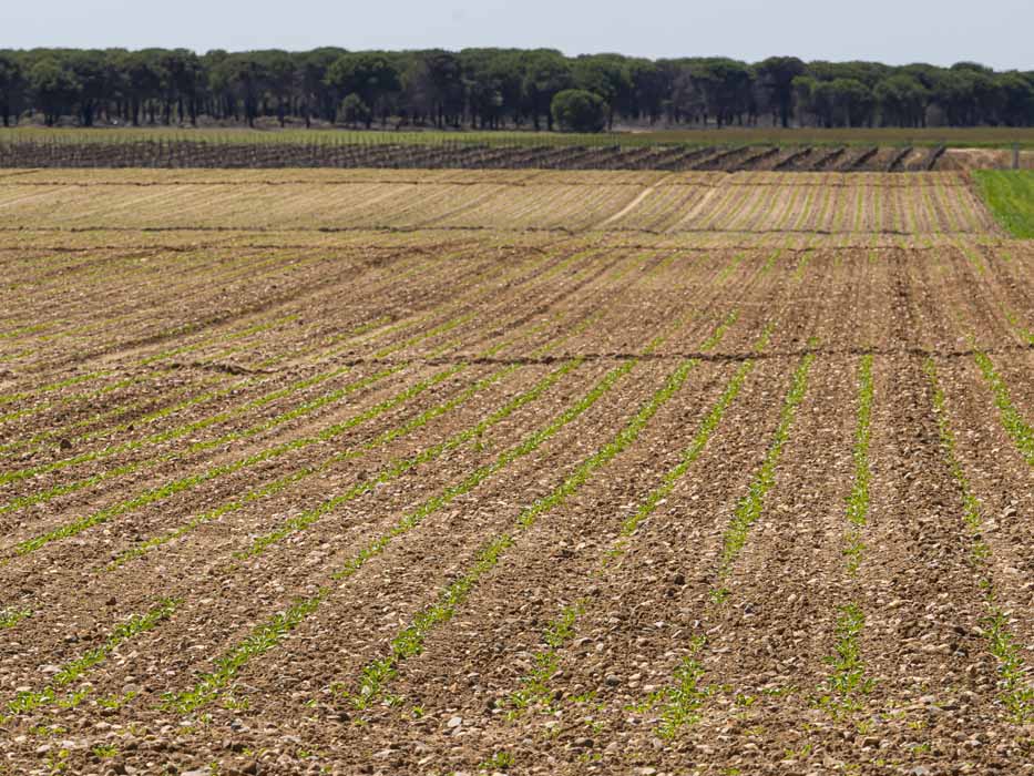 El cultivo de la remolacha en ACOR vuelve a superar las 10.000 hectáreas un 50% más que en la pasada campaña