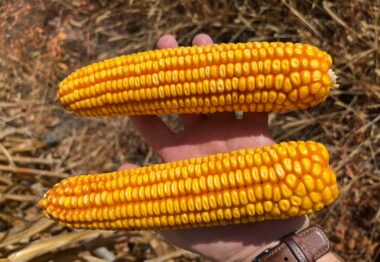 Los últimos ensayos en maíz en León con Polysulphate mezclado con el abonado de fondo aumentan la producción en 400 kgha