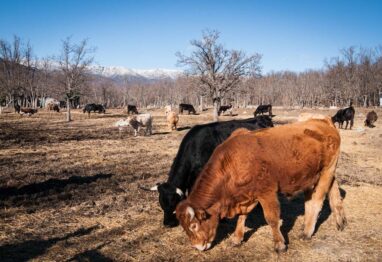 El Gobierno elimina las restricciones al movimiento de ganado bovino en de Castilla y León