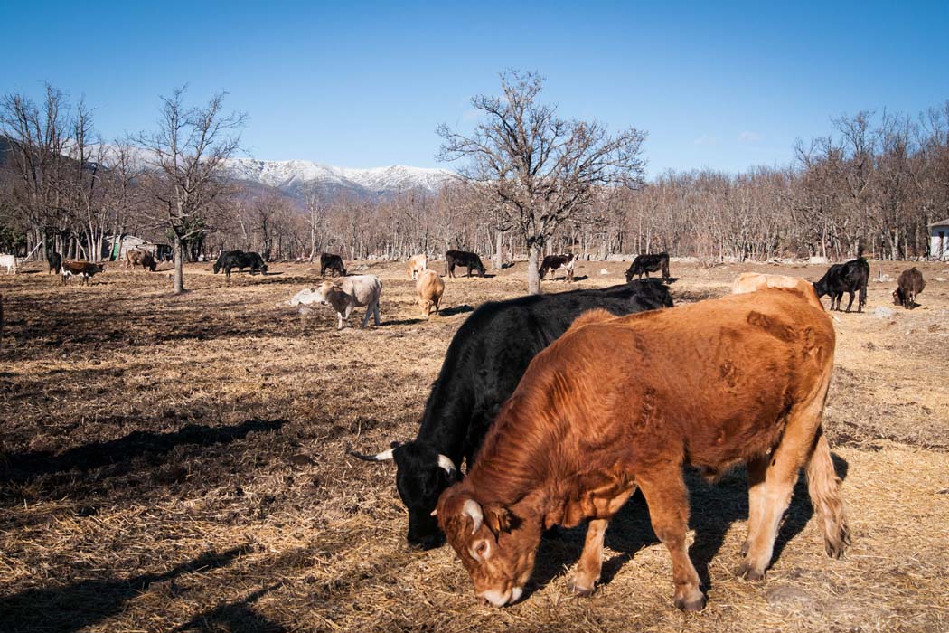 El Gobierno elimina las restricciones al movimiento de ganado bovino en de Castilla y León