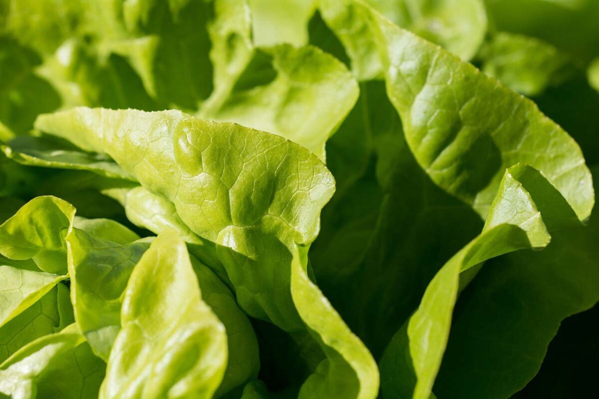 El proyecto Superfood Biotech ensayará prácticas sostenibles para convertir cultivos en superalimentos