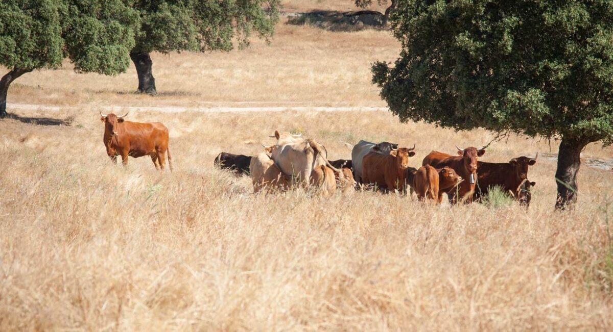 Unión por la Ganadería lamenta la politización del problema de la sanidad animal en Castilla y León