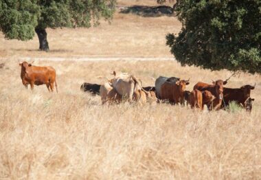 Unión por la Ganadería lamenta la politización del problema de la sanidad animal en Castilla y León