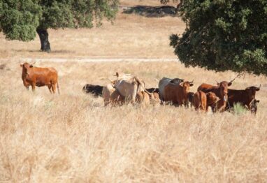 Unión por la Ganadería lamenta la politización del problema de la sanidad animal en Castilla y León