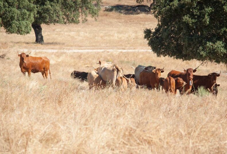 Unión por la Ganadería lamenta la politización del problema de la sanidad animal en Castilla y León