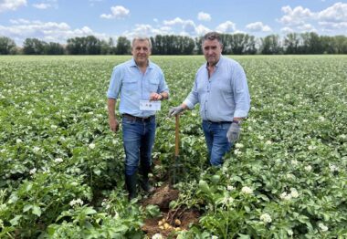 El antigerminante para patata SUPER STOP BROT® 18 supera las expectativas en la campaña más difícil