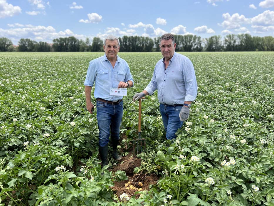 El antigerminante para patata SUPER STOP BROT® 18 supera las expectativas en la campaña más difícil