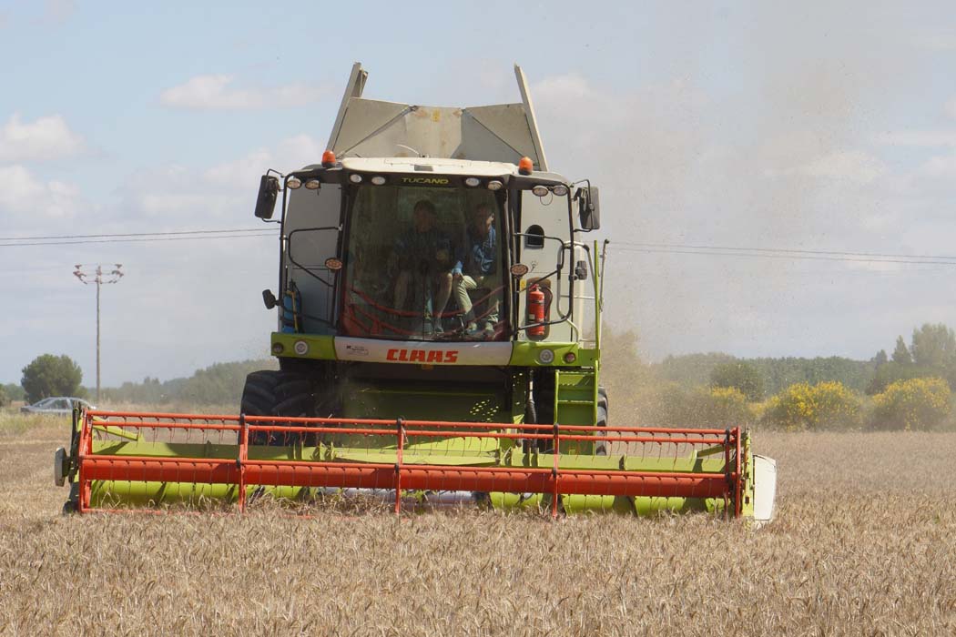 La cosecha de cereal se reduce en Castilla y León a 3,24 millones de toneladas con un descenso del 37 % respecto a la anterior campaña