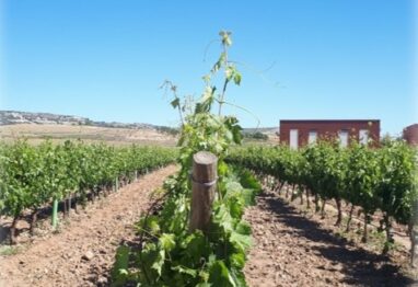 El Itacyl logra la mejora de la producción y la calidad de uva de la variedad Tempranillo a través de la gestión hídrica