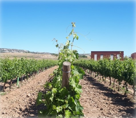 El Itacyl logra la mejora de la producción y la calidad de uva de la variedad Tempranillo a través de la gestión hídrica