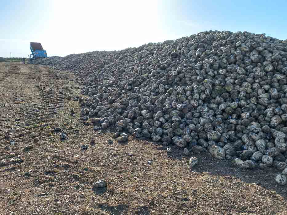 Arranca la campaña remolachera en Castilla y León con la apertura de la fábrica de Toro