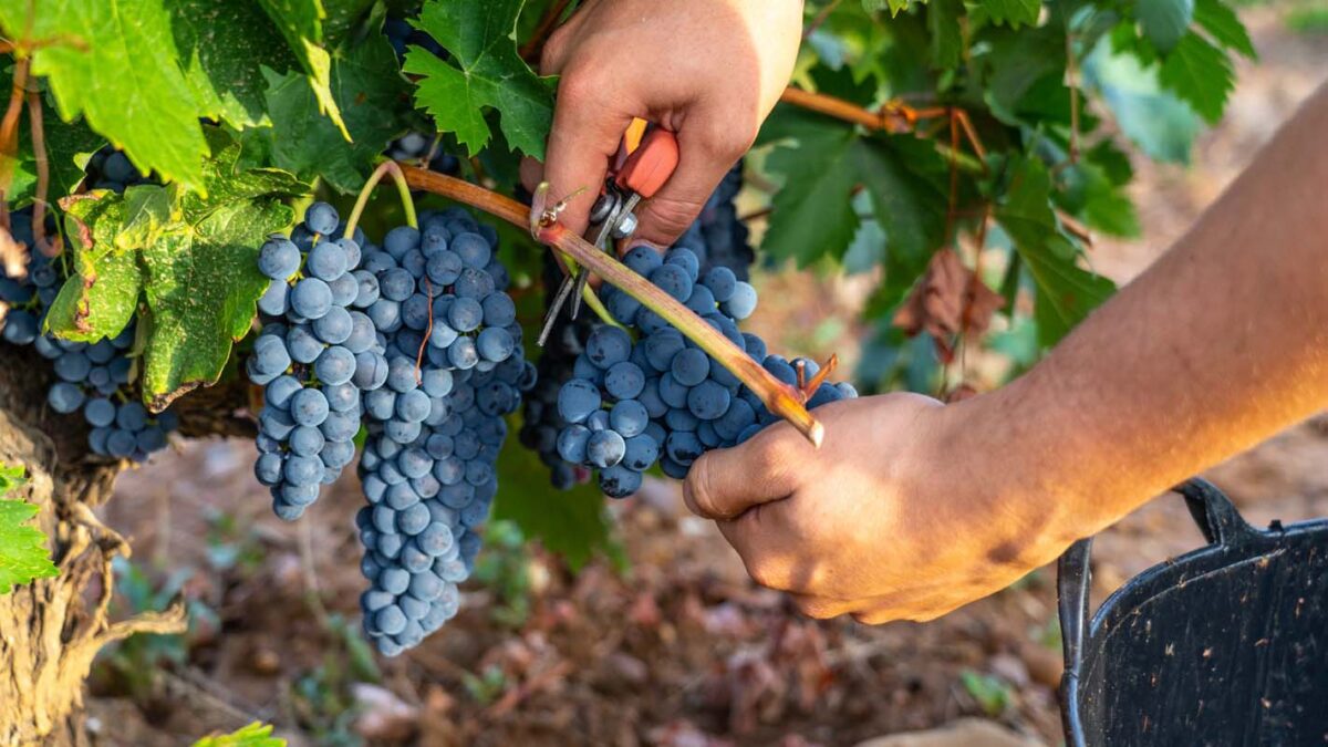La DO Cigales finaliza la vendimia con la recogida de cerca 7 millones de kilos de uva