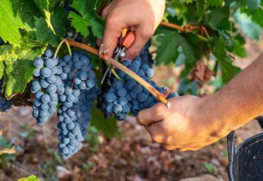 La DO Cigales finaliza la vendimia con la recogida de cerca 7 millones de kilos de uva