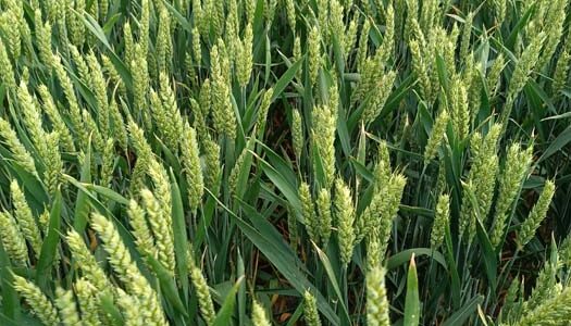 Como novedad en trigo HERNAN-VILLA ofrece KWS EXTASE. Un trigo mocho, muy sano y con alta resistencia al frío, que se ha convertido en el segundo trigo más certificado en Francia.
