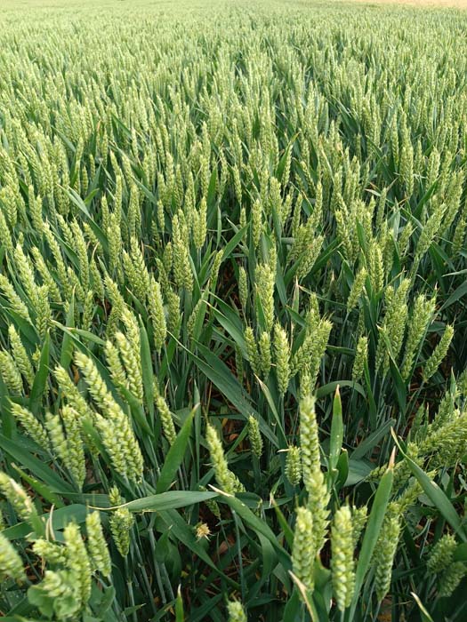 Como novedad en trigo HERNAN-VILLA ofrece KWS EXTASE. Un trigo mocho, muy sano y con alta resistencia al frío, que se ha convertido en el segundo trigo más certificado en Francia.