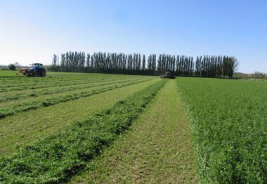 Castilla y León se convertirá el 8 de febrero en la capital mundial de la alfalfa