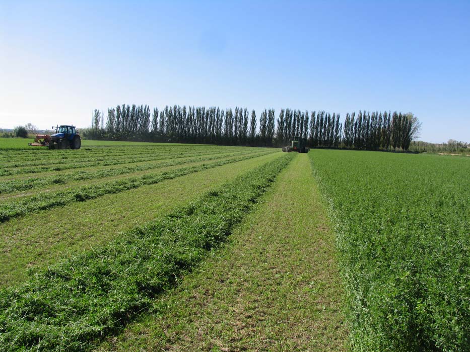 Castilla y León se convertirá el 8 de febrero en la capital mundial de la alfalfa