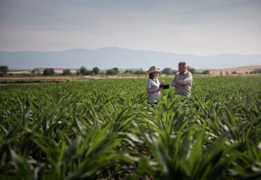 Con YaraAmplix los Bioestimulantes de Yara se agrupan en una única familia de productos