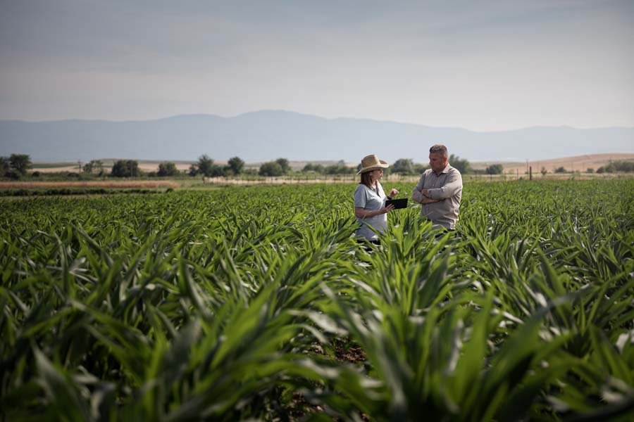 Con YaraAmplix los Bioestimulantes de Yara se agrupan en una única familia de productos