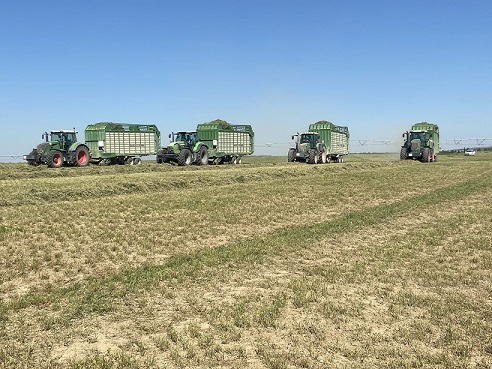 Casi 120 especies de aves ya utilizan la alfalfa para su alimentación, refugio o reproducción en España