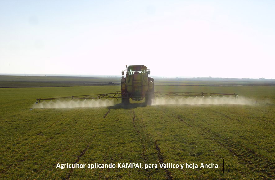 Malas hierbas “resistentes” a los herbicidas. Una problemática en aumento en los cultivos.