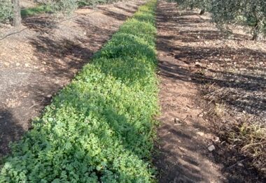 Córdoba acogerá la Jornada de Campo sobre manejo de cubiertas vegetales en olivar