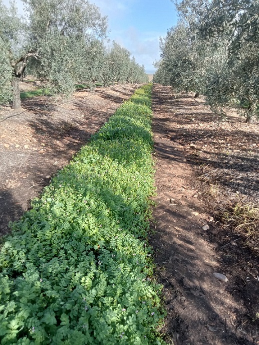 Córdoba acogerá la Jornada de Campo sobre manejo de cubiertas vegetales en olivar