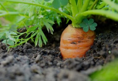 Agroseguro desmiente la eliminación de la cobertura de virosis en el seguro de hortalizas bajo cubierta