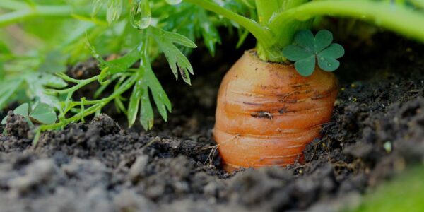 Agroseguro desmiente la eliminación de la cobertura de virosis en el seguro de hortalizas bajo cubierta