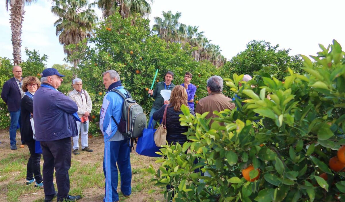 La Jornada de la AEACSV sobre manejo de cubiertas vegetales en cítricos muestra el éxito de los Ecorregímenes de la PAC