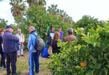 La Jornada de la AEACSV sobre manejo de cubiertas vegetales en cítricos muestra el éxito de los Ecorregímenes de la PAC