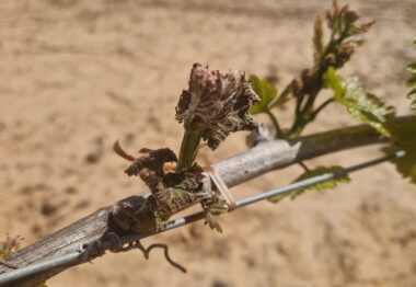 La estimación de daños por las heladas sufridas por el viñedo a finales de abril supera los 45 millones de euros