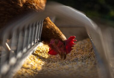 Castilla y León aumenta el presupuesto de las ayudas a la vacunación de salmonella en avicultura de puesta hasta los 470.000 euros