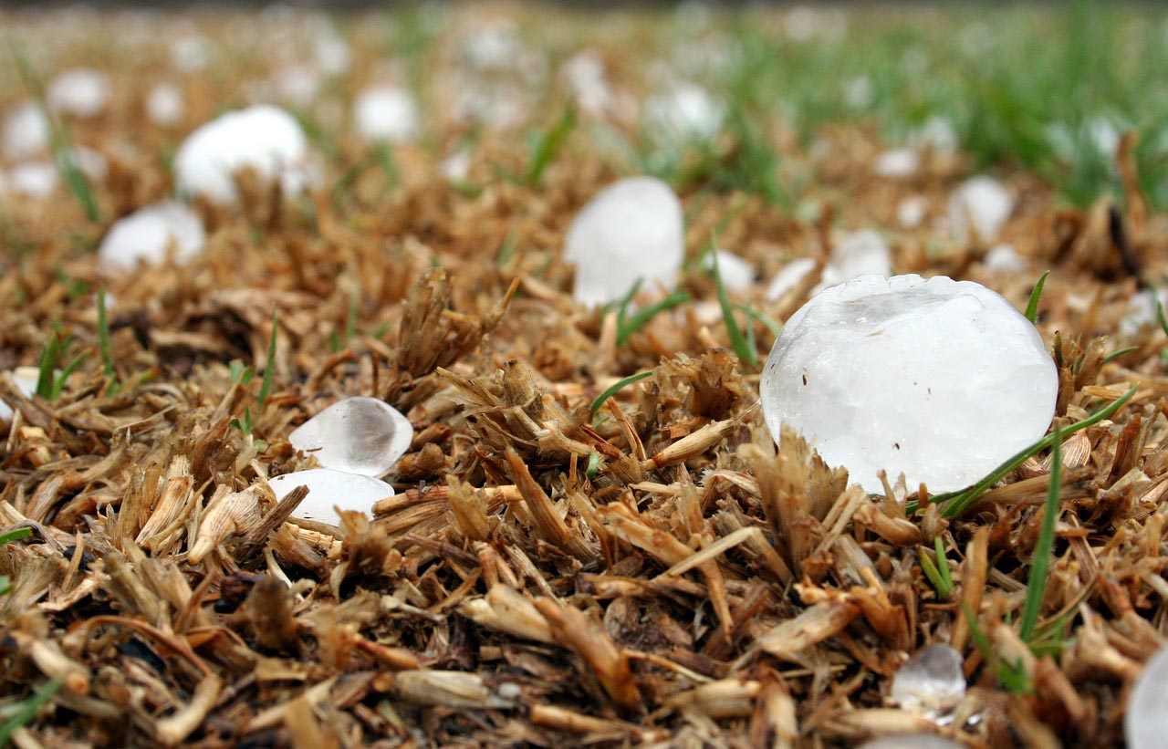 Últimos días para asegurar la cosecha de cereales de invierno frente al pedrisco