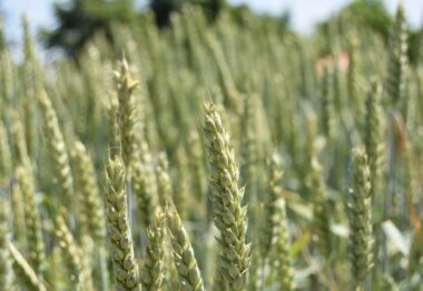 ADAMA presenta Avastel® el nuevo fungicida rápido y persistente para el control de las enfermedades del cereal