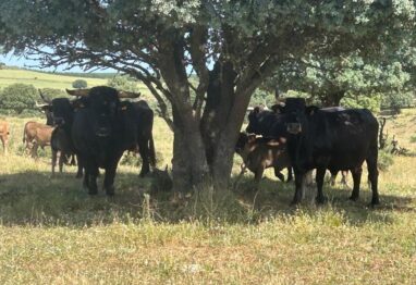 La Junta apoya la cría de razas autóctonas con una ayuda de 2 millones que los ganaderos pueden solicitar hasta el 4 de julio