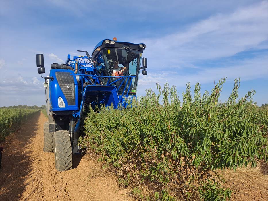agromillora cosecha