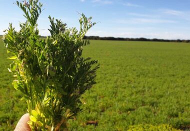 Ampliación del registro de Teppeki® para el control de pulgones en leguminosas