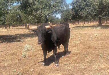 La Junta colabora con los ganaderos del vacuno de lidia para buscar respuestas ante los retos del sector 