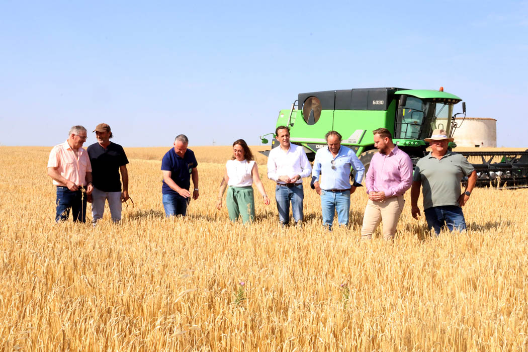 La cosecha de cereal en Castilla y León alcanzará los 8 millones de toneladas