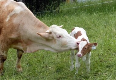 El valor de la producción de carne de vacuno creció un 12 % el año pasado y se situó en 4.452 millones de euros