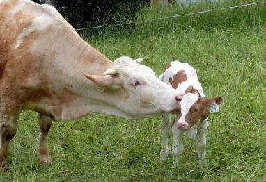 El valor de la producción de carne de vacuno creció un 12 % el año pasado y se situó en 4.452 millones de euros