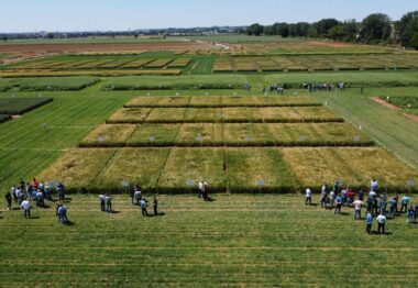 El futuro de los fertilizantes centra las Jornadas de Campo de EuroChem Agro Iberia con el ITACyL