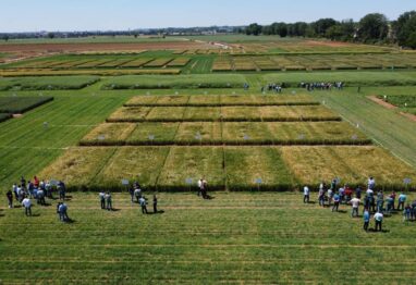 El futuro de los fertilizantes centra las Jornadas de Campo de EuroChem Agro Iberia con el ITACyL