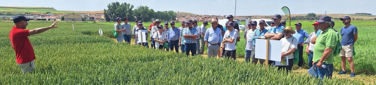 Proco Semillas presenta en Pollos la evolución de sus variedades de cereal y leguminosas