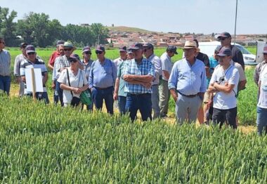 Proco Semillas presenta en Pollos la evolución de sus variedades de cereal y leguminosas