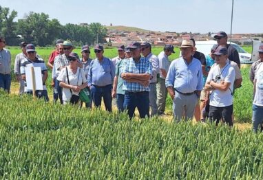 Proco Semillas presenta en Pollos la evolución de sus variedades de cereal y leguminosas